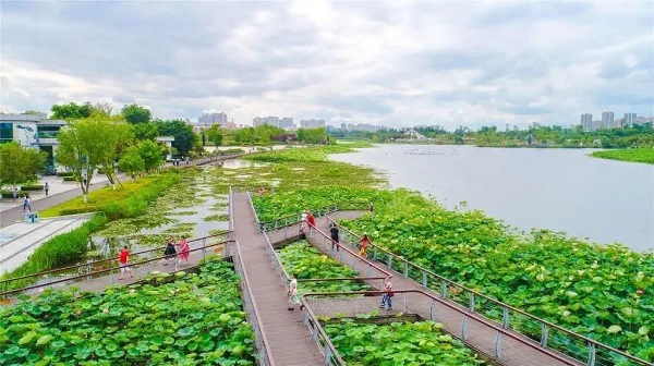 无边泳池、啤酒音乐节…… 遂宁荷花节十大主题活动 带你玩转整个夏天！