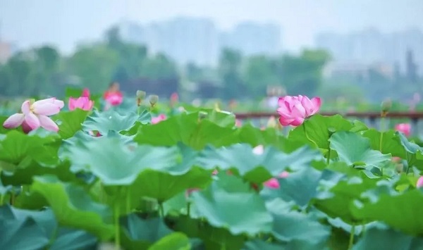 无边泳池、啤酒音乐节…… 遂宁荷花节十大主题活动 带你玩转整个夏天！