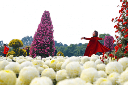 登高望远,采菊悠然” 成都漫花庄园第五届菊花节缤纷进行时