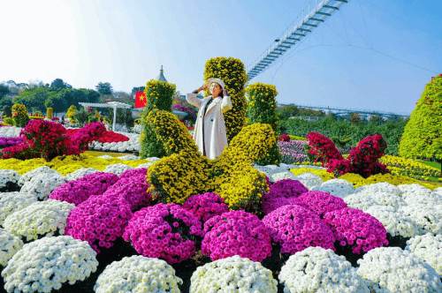 登高望远,采菊悠然” 成都漫花庄园第五届菊花节缤纷进行时