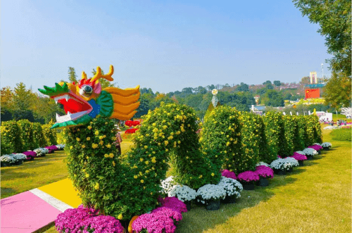 登高望远,采菊悠然” 成都漫花庄园第五届菊花节缤纷进行时