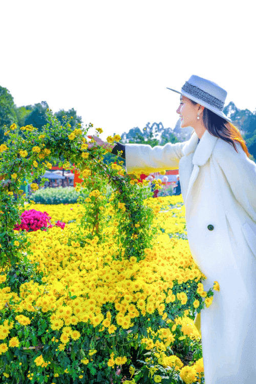 登高望远,采菊悠然” 成都漫花庄园第五届菊花节缤纷进行时