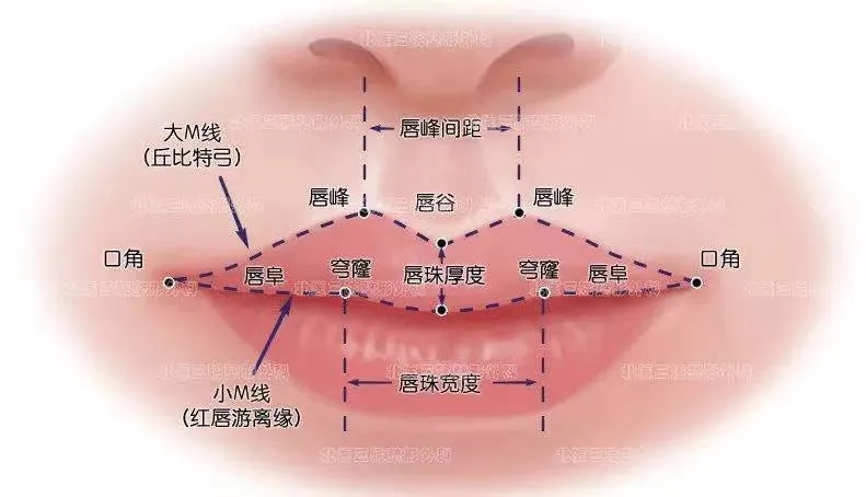 唇齿美学，传达最美微笑