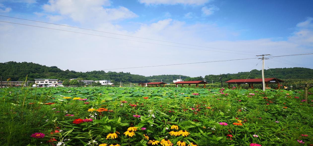 荷花开啦！解锁2021成都首届荷花季赏花攻略！