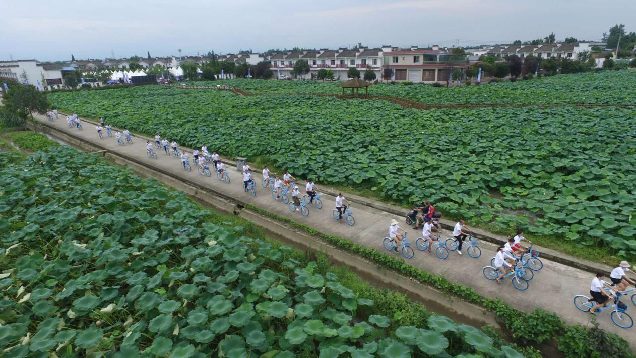 荷花开啦！解锁2021成都首届荷花季赏花攻略！