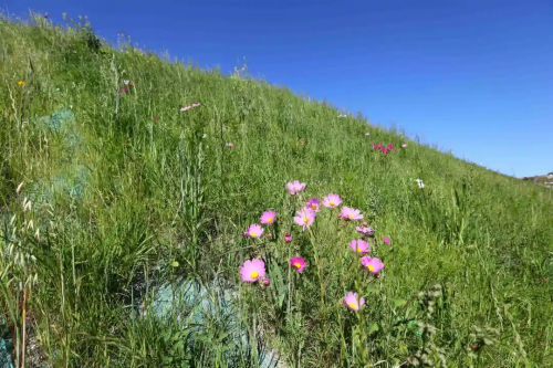 小草数字技术保护山水林田湖草沙的生物多样性