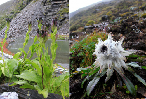 小草数字技术保护山水林田湖草沙的生物多样性