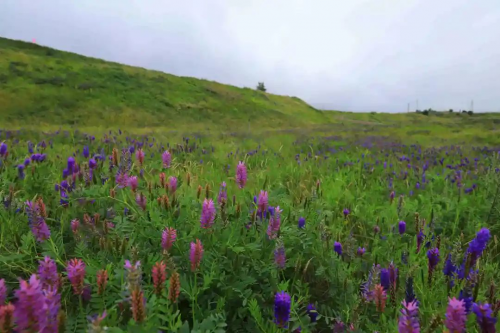 小草数字技术保护山水林田湖草沙的生物多样性