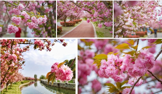 不能错过的美，浪漫樱花节！