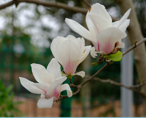 叮！赵家镇邀您花海赴约~