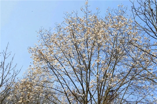 踏春赏花 | 快上车！龙泉驿这些公交直达“花海”