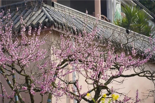 踏春赏花 | 快上车！龙泉驿这些公交直达“花海”