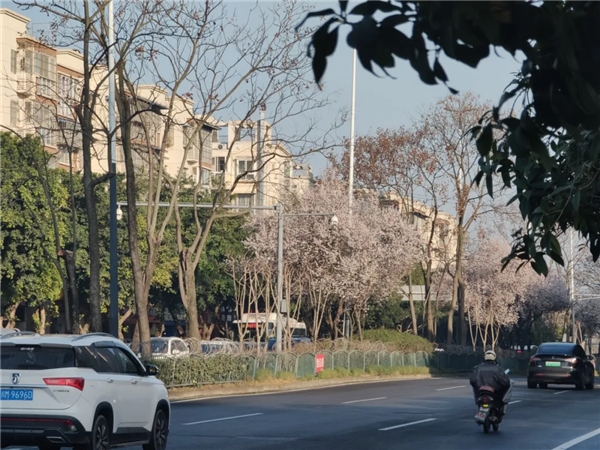 踏春赏花 | 快上车！龙泉驿这些公交直达“花海”