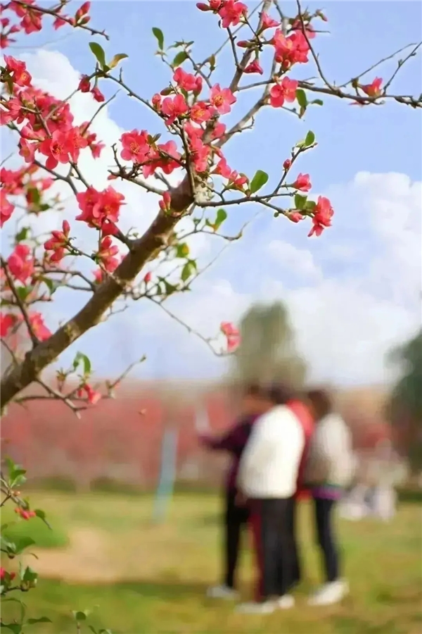 踏春赏花 | 快上车！龙泉驿这些公交直达“花海”