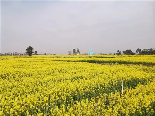 踏春赏花 | 快上车！龙泉驿这些公交直达“花海”